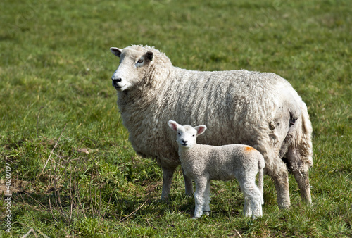 Fototapeta Naklejka Na Ścianę i Meble -  Ewe and lamb