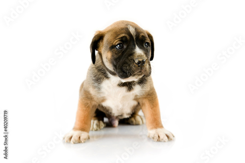 puppy Boxer in front of white background