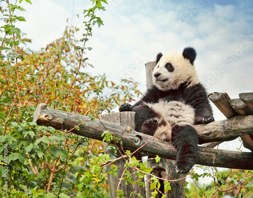 Tableau sur toile Panda bear