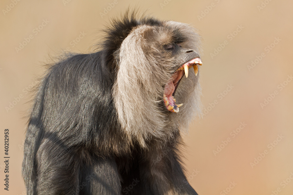 Obraz premium lion-tailed macaque (Macaca silenus)