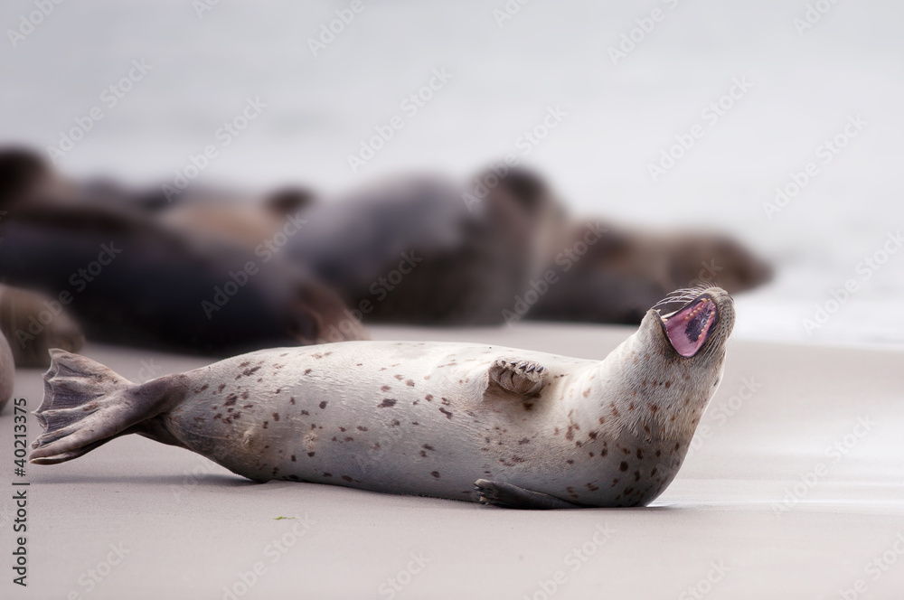 Naklejka premium Aufreißer