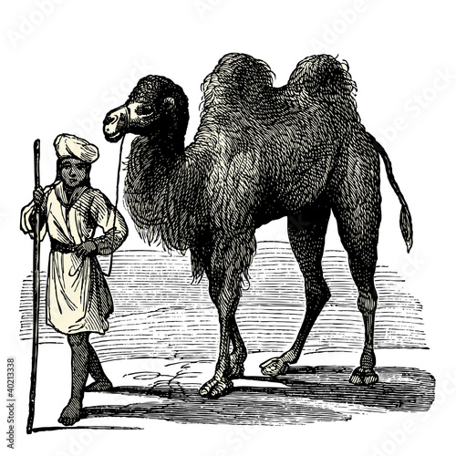 Chameau et son chamelier