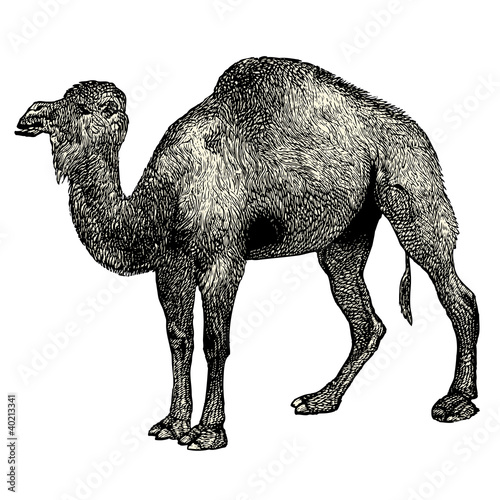 Chameau Arabe