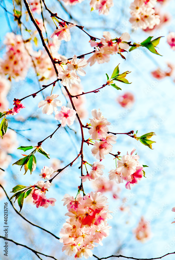 Sakura flowers blooming. Beautiful pink cherry blossom Sakura flowers blooming. Beautiful pink cherry blossom