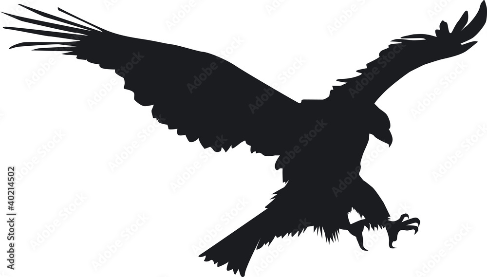 Adler im Anflug