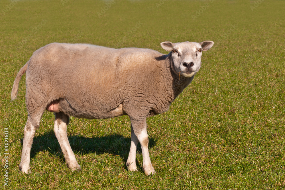 Sheep standing in the meadow