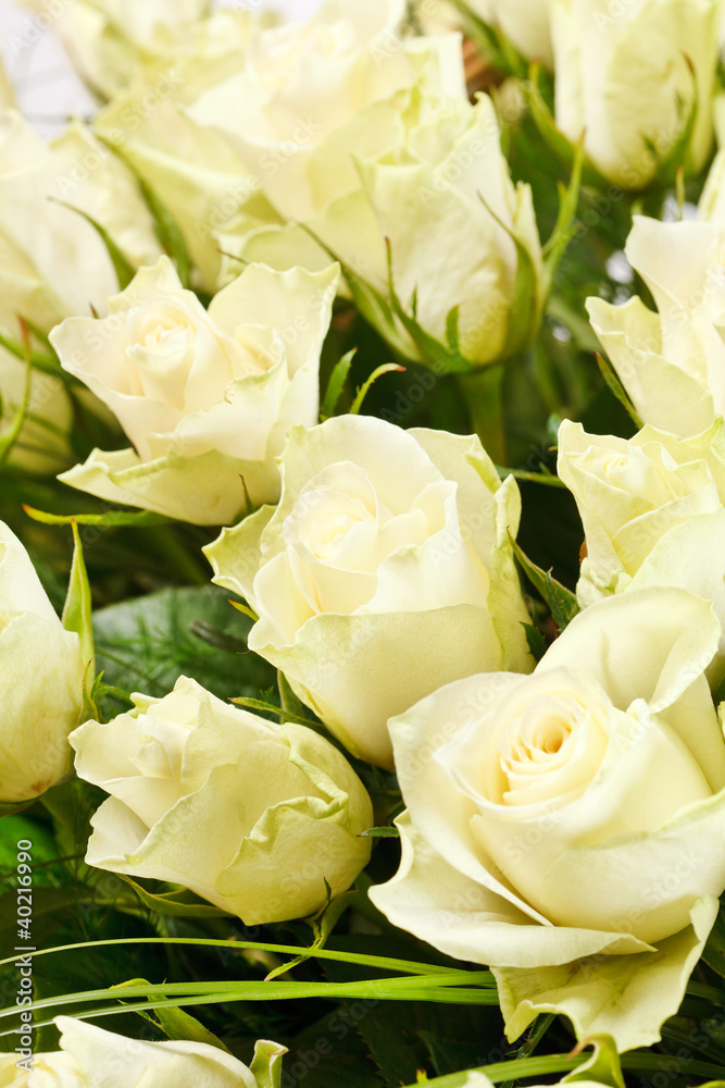 Fototapeta premium white roses