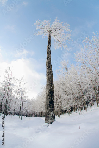 Winter tree landscape