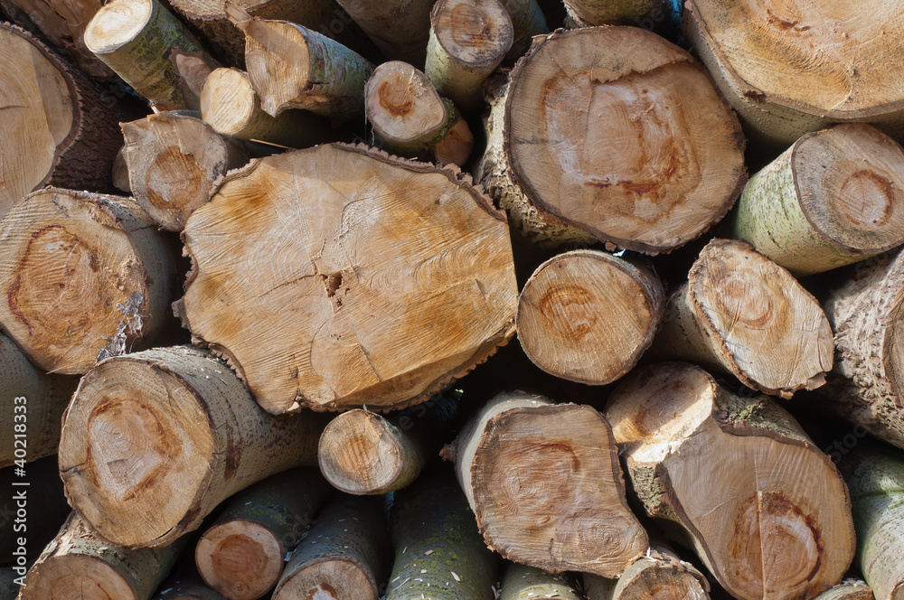 Close-up of stacked sawn trunks Close-up of stacked sawn trunks