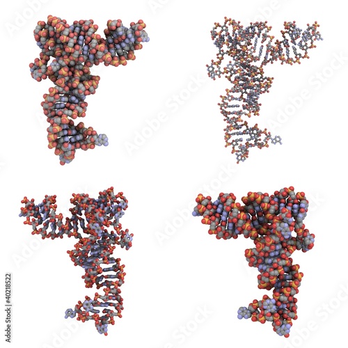 transfer RNA (tRNA) molecule photo