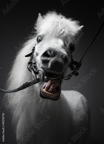 portrait of a white horse neighing