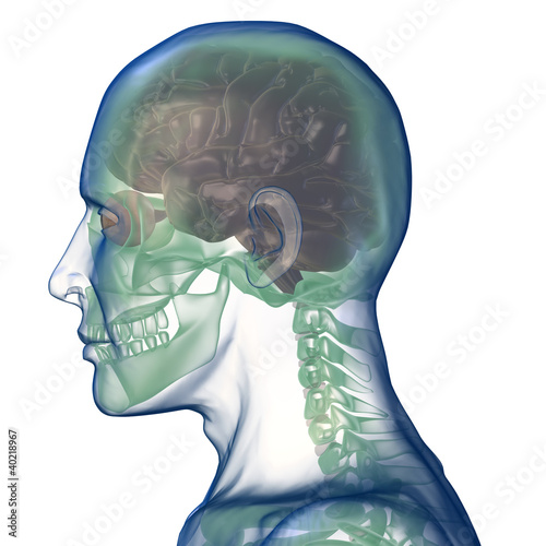 head x_ray right view