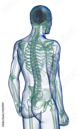 body x-ray, perspective back view on white