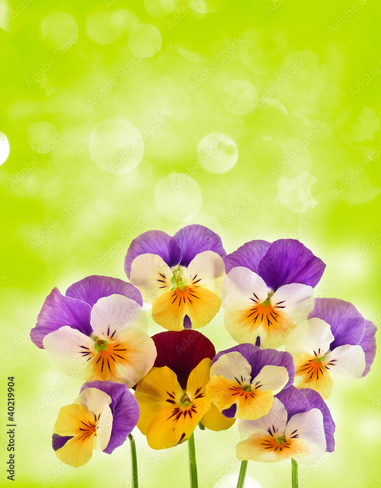 pansies pansies