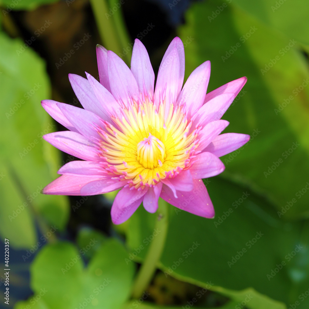 The blooming pink lotus in the natural pond The blooming pink lotus in the natural pond