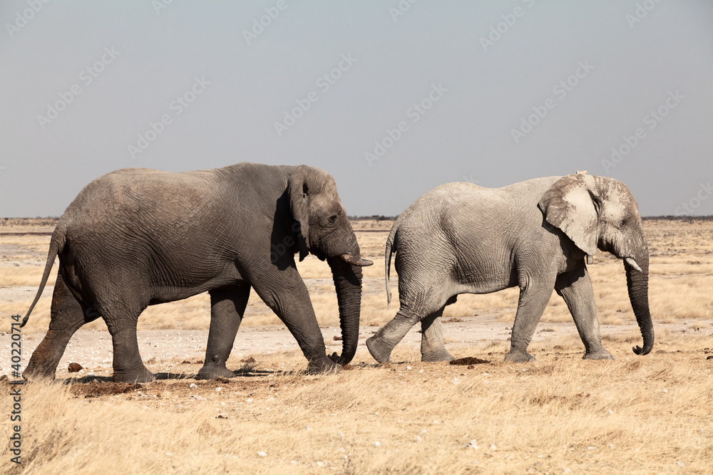 Fototapeta premium two elephants namibia