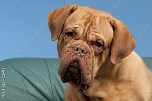 French Mastiff portrait photo