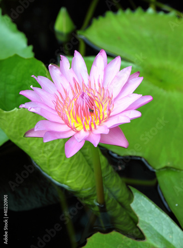 blooming pink lotus with insect