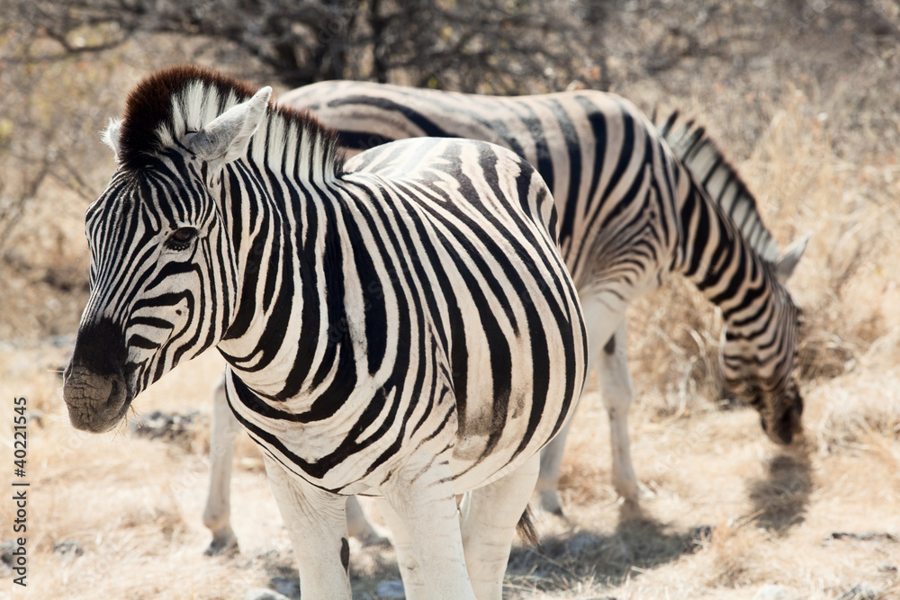 group of zebra