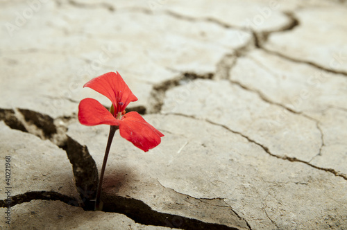 red flower growing out of cracks in the earth