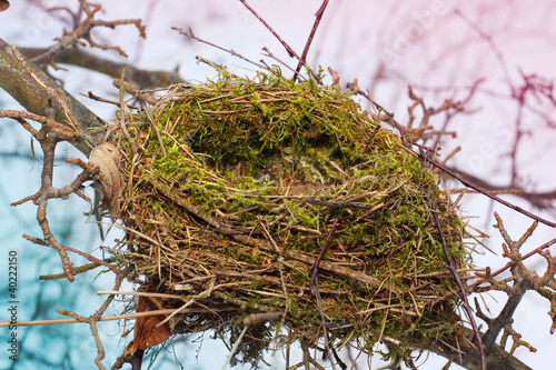 nest