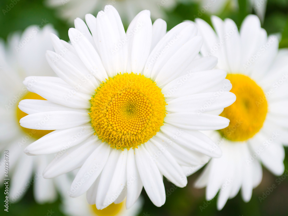 Obraz premium Closeup camomile