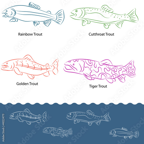 Types of Trout