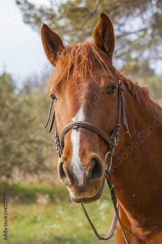 Cheval avec ses rennes