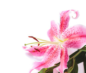 Lily white background