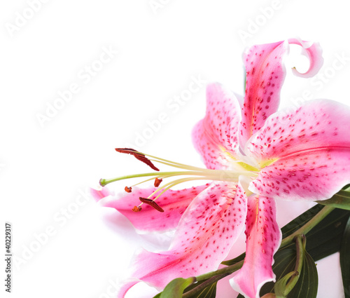 Canvas Print Lily white background