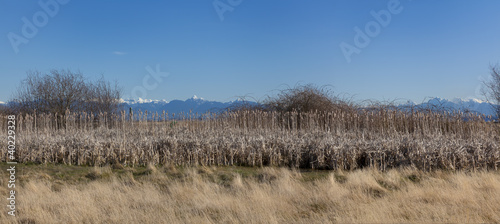 coastal mountains rise above reeds from wetlands