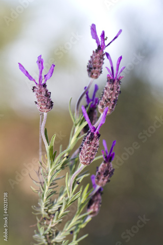 Fototapeta Naklejka Na Ścianę i Meble -  purple lavender flower
