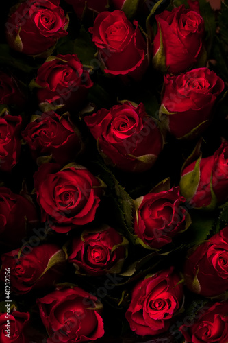 Red roses on a black background. Low key.