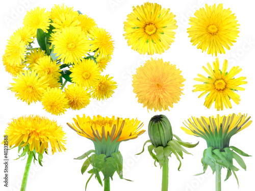 Set of yellow dandelion-flowers