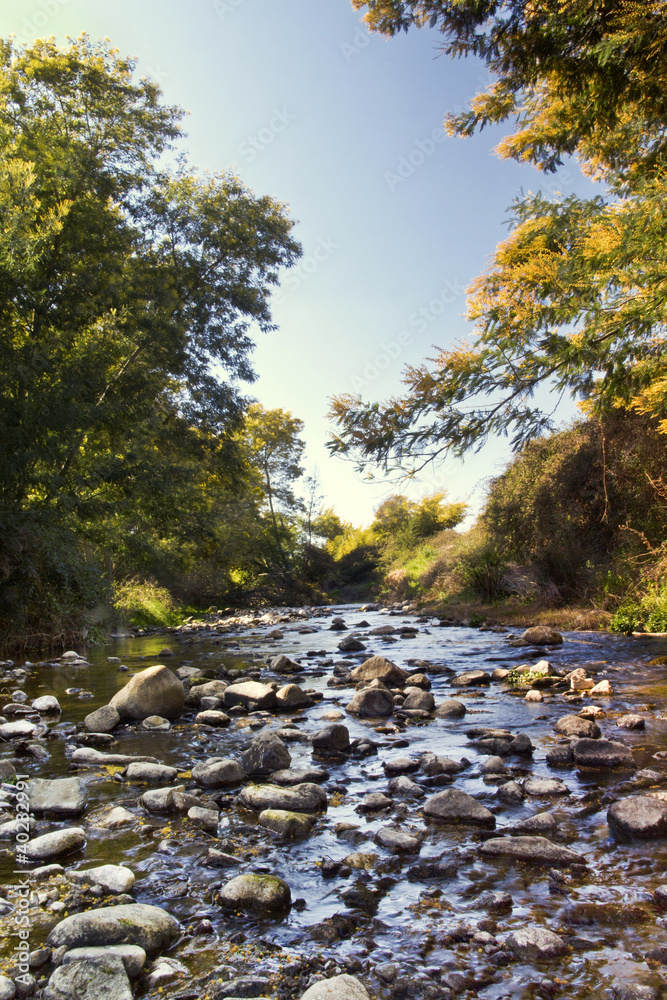 acacia trees and river stream acacia trees and river stream