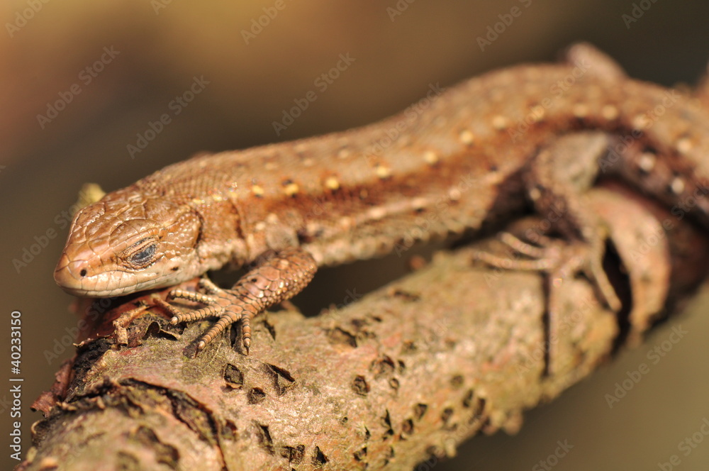 Naklejka premium Zootoca vivipara