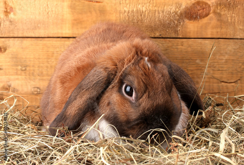 Lop-eared rabbit in a haystack on wooden background