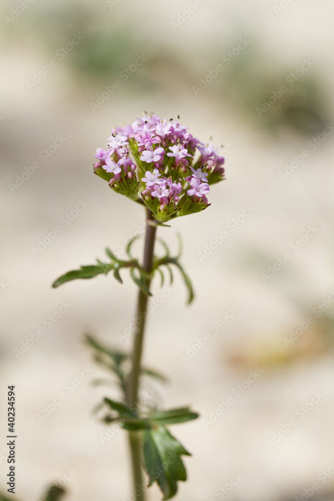 Fototapeta premium beach dune flora