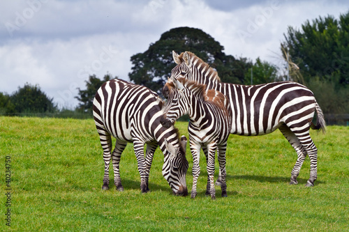 Zebras in the wildlife park