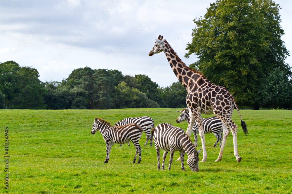 Fototapeta premium Zebras and giraffe in the wildlife park