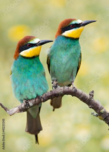 Couple of birds