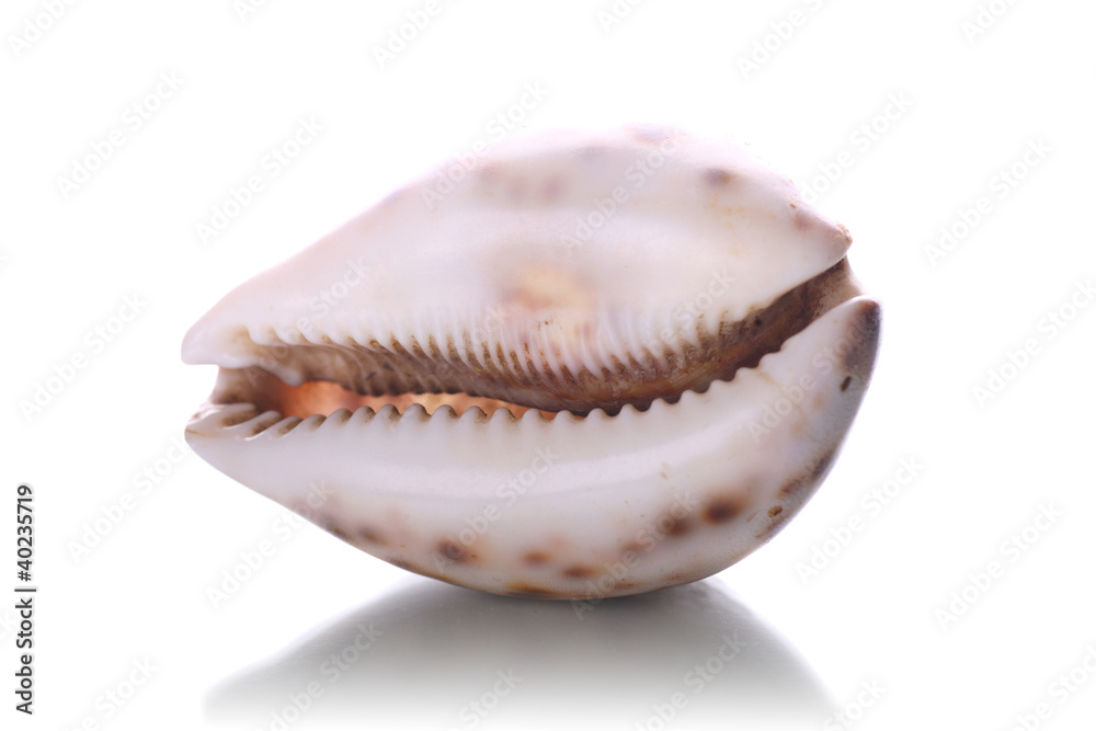 sea shell