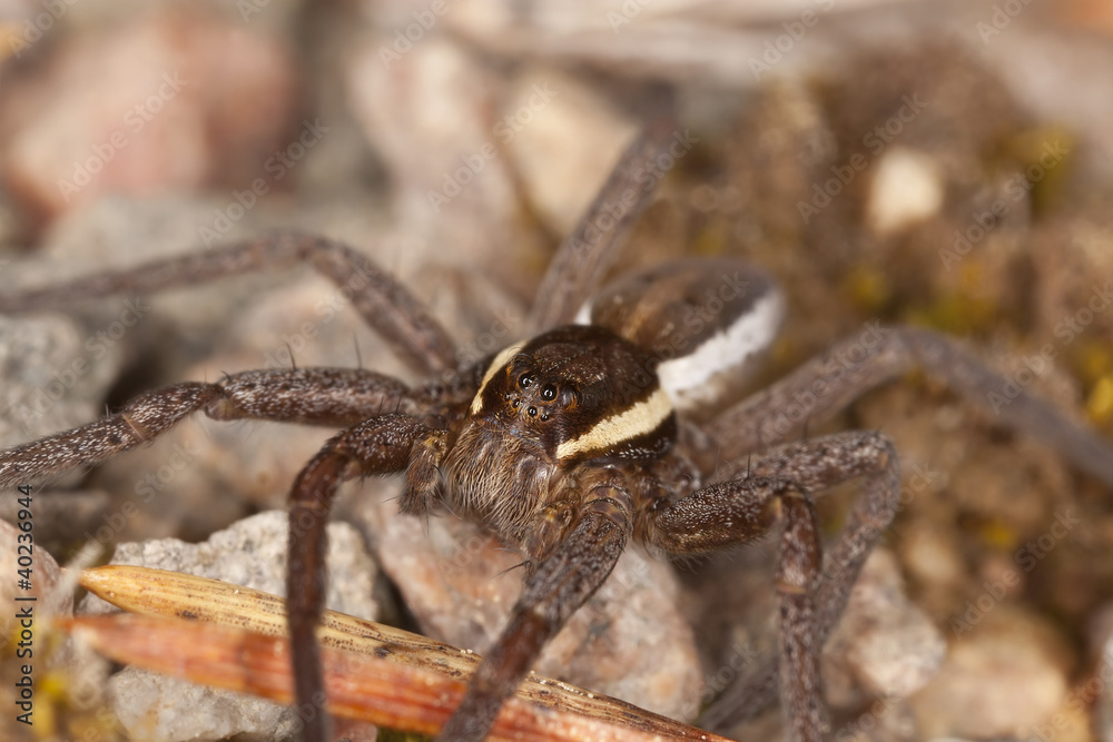 Raft spider, dolomedes fimbriatus om ground, extreme close-up Raft spider, dolomedes fimbriatus om ground, extreme close-up
