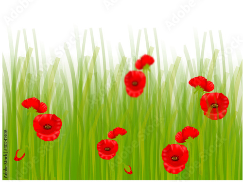 mohnblumen