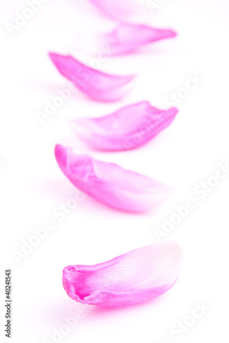 petals from tulip