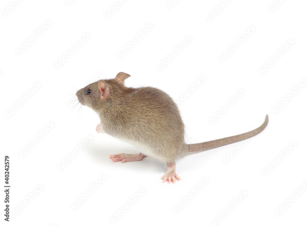 rat rat