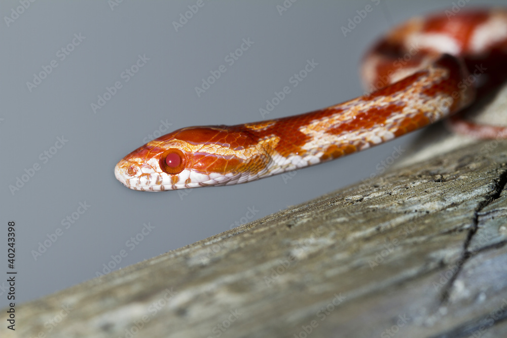 Fototapeta premium red corn snake