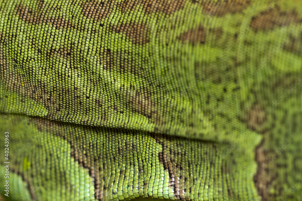 Fototapeta premium iguana lizard skin