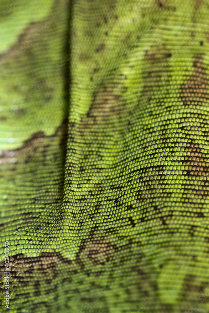 Fototapeta premium iguana lizard skin texture
