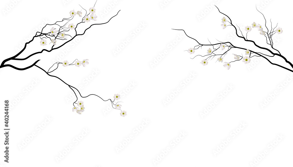 sakura branches with white flowers